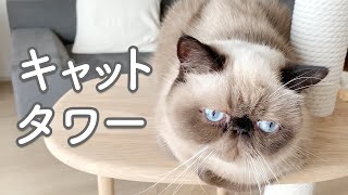 カリモクキャットタワーがやって来た！組み立てはちょっと大変？エキゾチックショートヘアのししゃもは興味あり！！エキゾチックロングヘアのはまちとエキゾチックショートヘアのしらすは？