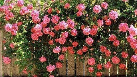 سورة الزمر من( ٤١إلى ٤٧) بصوت أيمن السويد