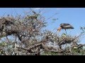 Birds of india   greater ajutant nesting colony