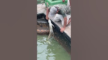 These little crocodiles were pulled out of the water by him.#crocodile #shortsviral #animals #shorts