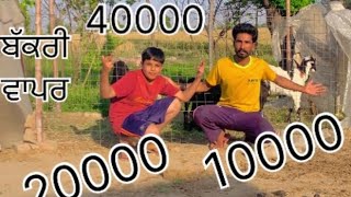 ਬੱਕਰੀ ਦਾ ਵਾਪਾਰ 🐑🐐#dailyshorts #funny #comedy#explorepage #viralvideo #punjabi #trending #followme