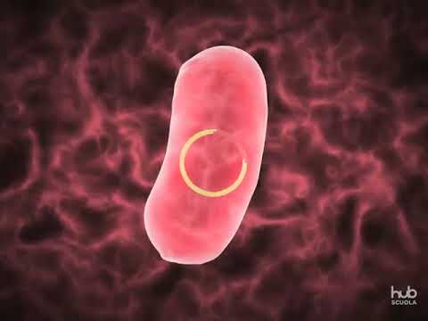 Video: Cosa sono gli STR nel DNA?