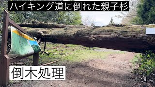 【倒木処理】ハイキング道に倒れた親子杉