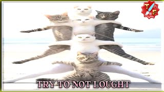 New Funny Animals||Dogs Videos||Funniest Cats andfunny videosfunny momenttry not to laugh