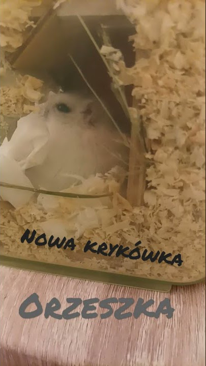 nowe miejsce domku :) #shorts