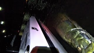 Fishing bridge shadow lines for monster Tarpon | St Lucie River Mullet run