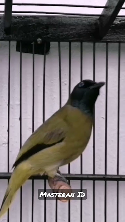 Burung Srengsengan Gacor Dar Der Dor | Cucak Kurincang | Kutilang Sutera
