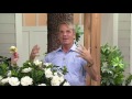 Cottage Farms Scentsational Gardenia Patio Tree on QVC Cottage Farms Scentsational Gardenia Patio Tree on QVC