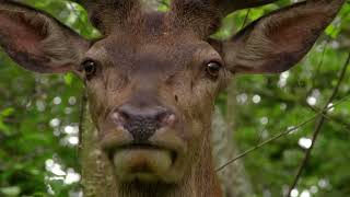 Ces cerfs passent toute leur vie ensemble