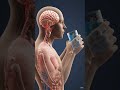 “After Eating Fish: Inside Your Body Explained”##AN GLITZ#