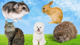 Cutest Pet Videos: Hedgehogs, Hamsters, Bichon Frise, Cats, and Rabbits by Animal Kingdom 885 views 11 months ago 10 minutes, 7 seconds