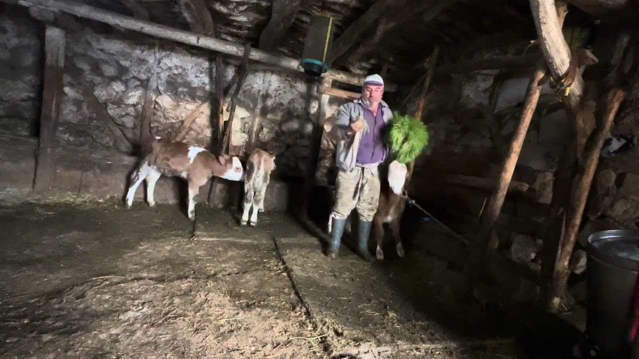 ARPA HASILINI BUZAĞILARA NASIL YEDİRİYORUM