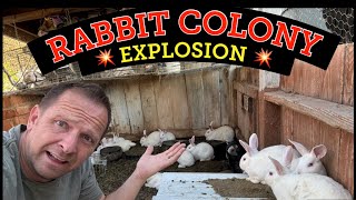 RABBIT COLONY OVERLOAD! how to keep, maintain, and build a rabbit colony on a small Homestead