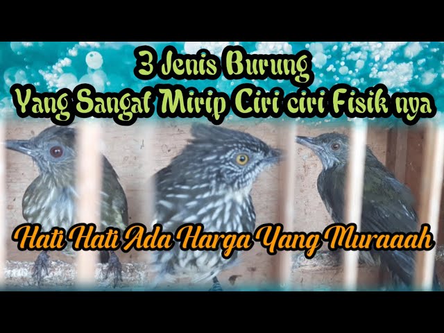 3 Jenis Burung Yang sangat Mirip Dilihat Dari Ciri ciri Fisik Nya, Awas Jangan Salah Pilih. class=