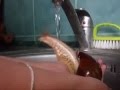 Here's a snail taking a shower