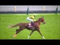 2014 10/12 第65回 毎日王冠(ＧＩＩ) 本馬場入場 現地映像 エアソミュール