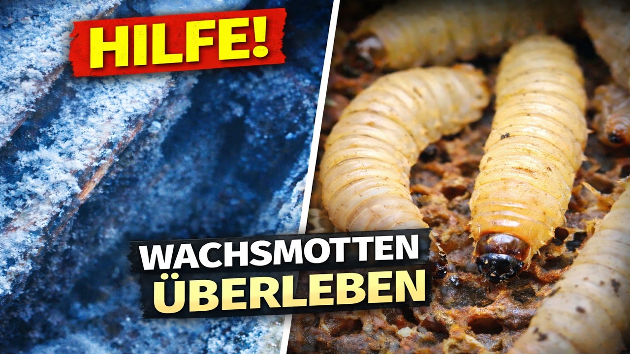 Wachsmotten Angriff - überleben Frost – die Imker- Lehrmeinung ist falsch Teil 1