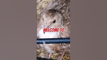 New intro for my videos #intro #video #shorts #youtube