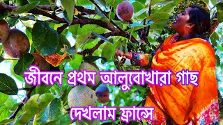 ফ্রান্সে প্রথম আলুবোখরা গাছ থেকে আলুবোখরা আজ পারবো নোয়াখাইল্লা মাইয়া বলে কথা