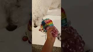 Fidget trading my dog!