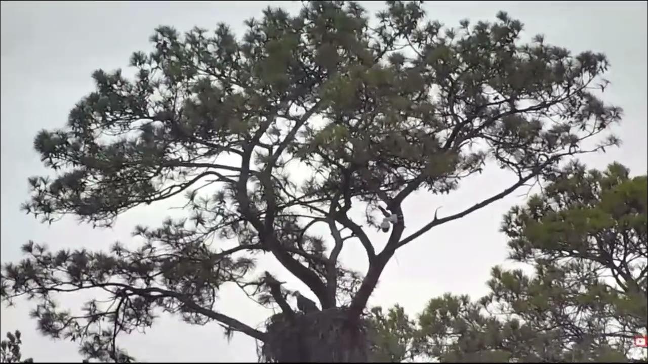 Two eagles in Anna and Louis nest tree bald eagle Kisatchie National