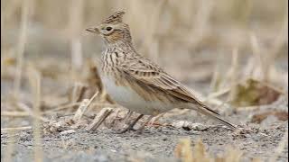 صوت فعّال لصيد المطوق - الزرعي - الجرجس. Allodola - Skylark - Best Hunting Sound