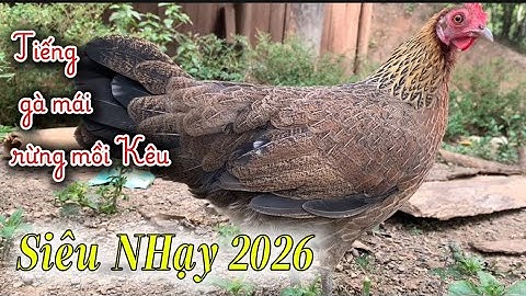 Tiếng gà mái rừng kêu gọi trống nhanh nhất 2026 || Poj qaib seev zoo dib tuaj 100%✔✔