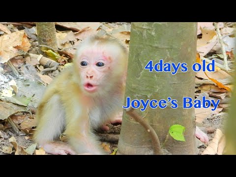 4 days old. 4 days old. сульката черепаха. тэрилл джексон с женой. Good old times.