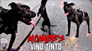 Brickhouse Performance: A Walk With McNabb’s Vino Tinto aka 🌮… Do Black Dogs Overheat Quicker?