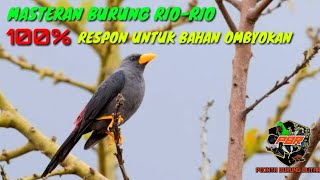 MASTERAN JALAK RIO RIO PALING DICARI kian santang