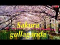 Yaponiyadagi eng chiroyli daraxt Sakura Hanami bayrami.