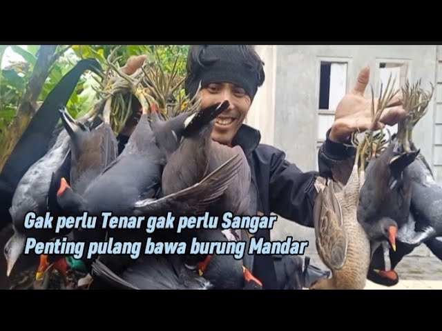 Poin melimpah,Ternyata pakai cara seperti ini||Masteran burung mandar batu terbaru class=