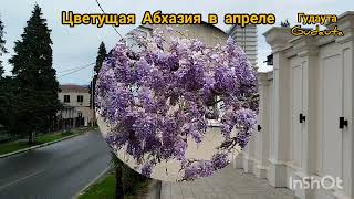 Цветущий апрель. Абхазия 2026. Blooming April. Abkhazia. 2026.
