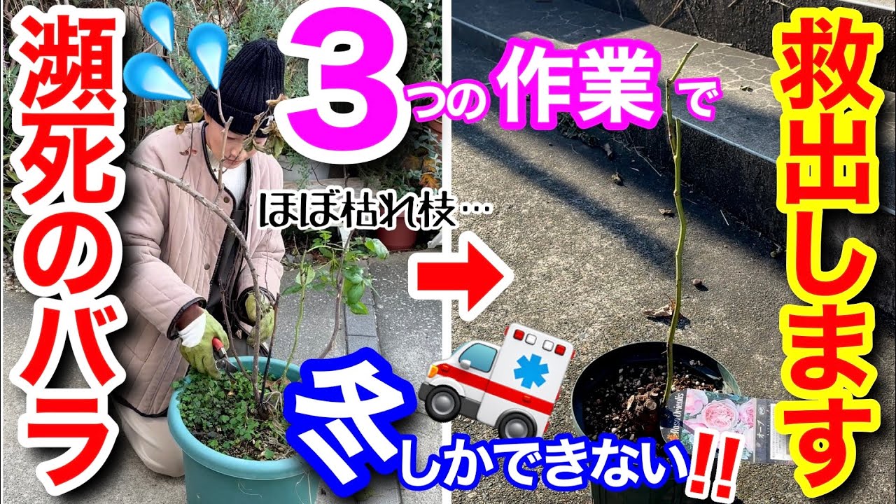 【瀕死バラ】冬しかできない救出作業👷/ 枝枯れ、根腐れ、カイガラムシ被害😭/ なんとか助けるための3つの作業とは？/ 細枝1本で復活できるのか、春以降の管理も超重要です‼️【ガーデニング】