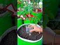 Tomato Plant Cultivation in a Plastic Bottle🍅🌱#farming