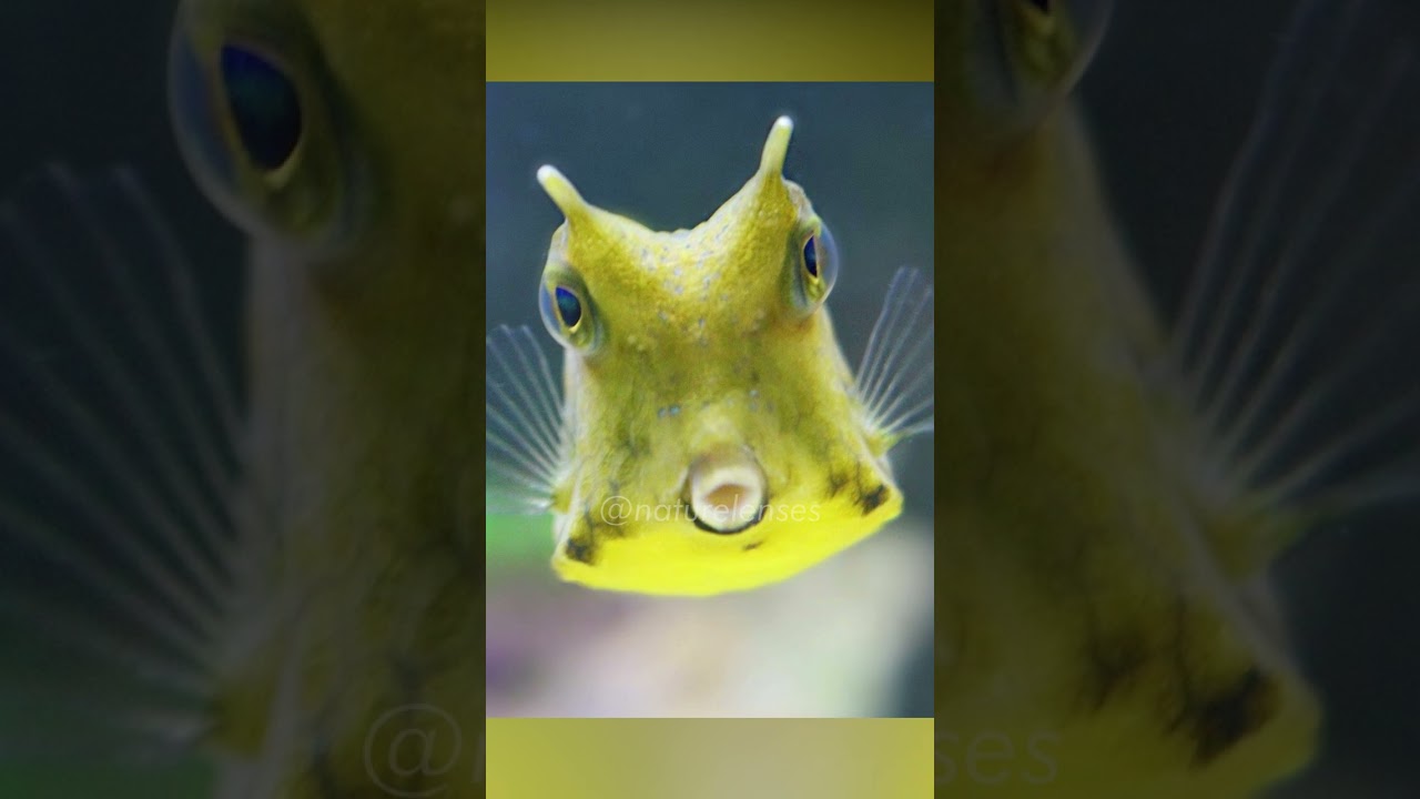 Boxfish  The Square Fish 