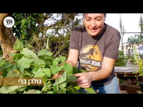 שיח גולדן ברי דובדבן היהודים - משתלת ולך עצי פרי