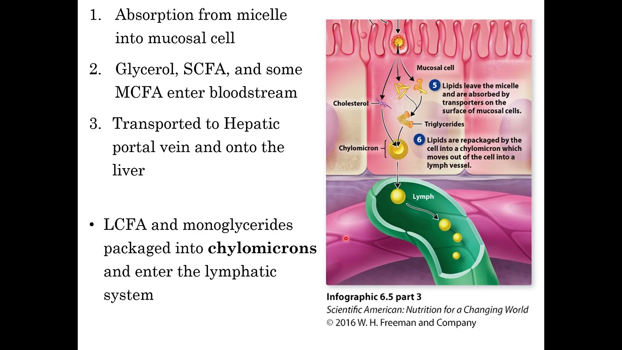 Lipid Digestion and Absorption