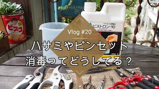 【Vlog#20】【多肉植物】ハサミやピンセット・ガーデニングの道具の消毒が実はとっても重要なんです【ウイルス対策】【オリーブ】