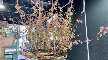 SE9 EP3 Cutting Back and Wiring One Of My Favorite Forest