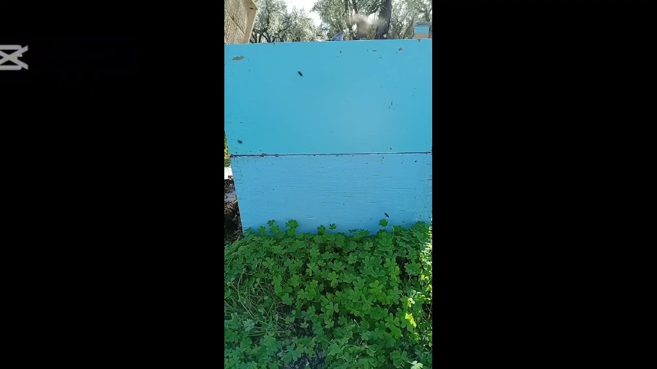 Επαγγελματική μελισσοκομία 🐝💪