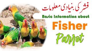 Fisher love birds information | Fisher parrot information | fisher breeding tips | Green fisher screenshot 5