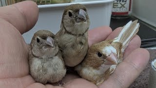 Hand Feeding Baby Birds (Society finch / Owl finch)20250603
