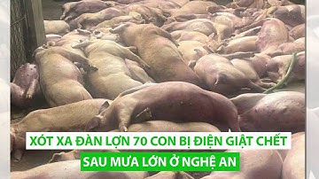 Xót xa đàn lợn 70 con bị điện giật chết sau mưa lớn ở Nghệ An