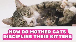 How Do Mother Cats Discipline Their Kittens? The Strictest Feline Punishments by Pet in the Net 817 views 3 months ago 4 minutes, 21 seconds