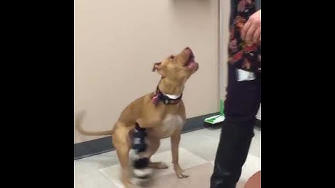 Piper's Custom Leg Brace