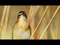 Milton Nascimento, esperanza spalding - Wings for the Thought Bird (Official Audio)