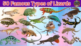 50 famous types lizards around world amazing lizard species