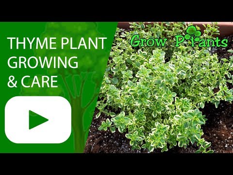 Thyme plant - Growing & care