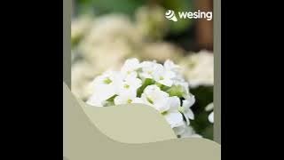 Video ngaggor dari WeSing
